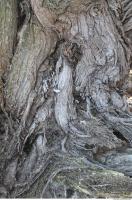 Photo Texture of Tree Bark 0004